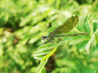 Dragonfly insect. Dragonfly sits on a branch close to river
