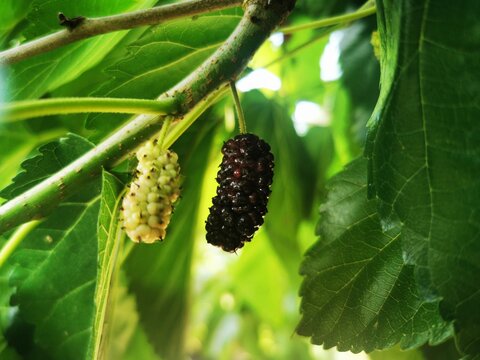 Organic mulberry on the branch. Fresh mulberry, black ripe and unripe mulberries on the branch of tree. Healthy berry fruit.