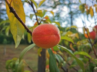 juicy organic peach on branch on the sunny summer day