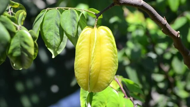 Close-up of the almost ripe fruit of the carambola or star fruit (Averrhoa carambola) tree, still green, organically cultivated in the city of Rio de Janeiro