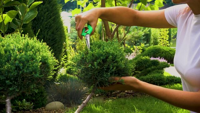 Close-up woman's hands cutting juniper in the garden. Pruning an evergreen juniper shrub in landscape design. The concept of happiness, joy, topiary care.