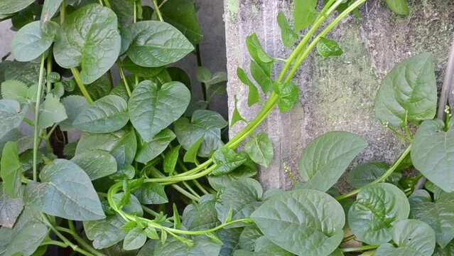 Flower and leaves of the bertalha (Basella alba) grown organically in the city of Rio de Janeiro, Brazil.