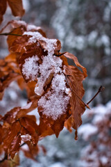 Orange leaves covered in ice on a cold day in the Palatinate forest of Germany.