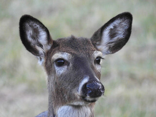 Young white tailed deer in Cades Cove, Great Smoky Mountains
