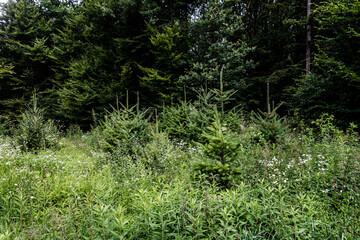 Wiederaufforstung im Mischwald
