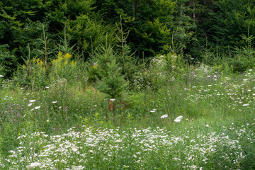 Wiederaufforstung im Mischwald