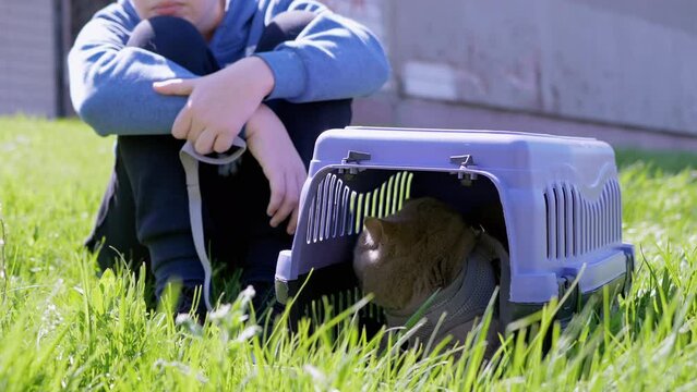 Child Walking a Gray British Cat on a Leash in Carrier Outdoors in Green Grass. Pets walking. A scared cat hides in a violet plastic box. Nature. Sunny warm windy weather. Sunbeams. Springtime.