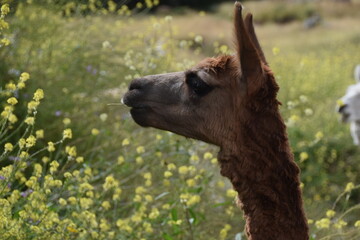 Obraz premium The wild Alpacas roaming the Saqsaywaman ruins above Cusco in Peru