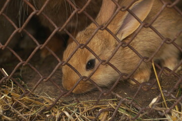 red little rabbits in a cage