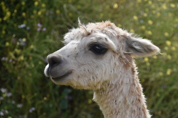 Obraz premium The wild Alpacas roaming the Saqsaywaman ruins above Cusco in Peru