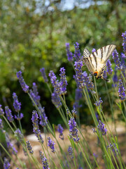 farfalla su lavanda