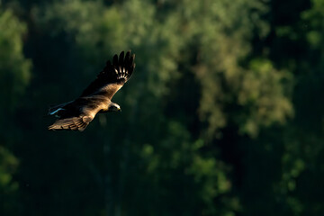 Schwarzmilan im Flug 