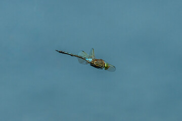 Libelle im Flug