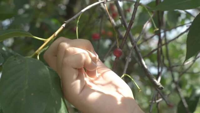 Picking Cherries. Picking Fresh Red Cherry