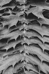 Black and White Holy Leaves. Cascaded Holy Leaf Display during Christmas Garden Show.