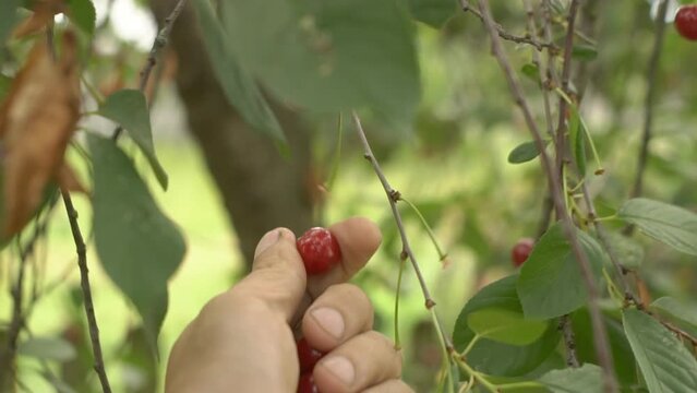 Picking Cherries. Picking Fresh Red Cherry