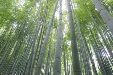 Bright bamboo groves from the bottom