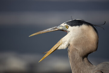 Hungry Great Blue Heron