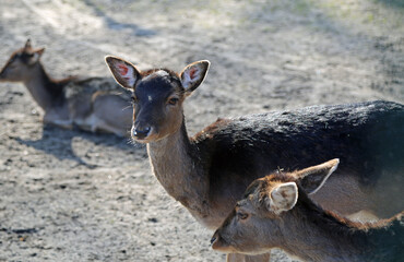 Female deer portrait