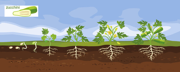 Landscape with life cycle of squash plant. Growth stages from seeding to flowering and fruiting plant with ripe green squash and root system below ground level