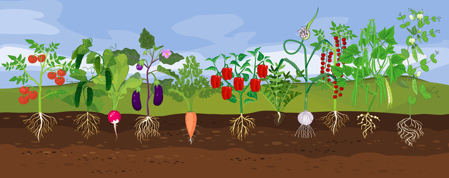 Kitchen garden with different vegetables. Landscape with set of vegetable plants with ripe fruits and root system below ground level. Harvest time