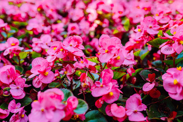 bright magenta flowers of tuberous begonias Begonia tuberhybrida in the garden close-up, soft focus