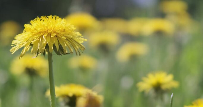 Close-up yellow blooming dandelion on green sun meadow background. Beautiful bright yellow wild flower wind swaying. Copy space for text. Static 4k nature footage. Taraxacum on natural grass field