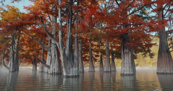 Swamp cypresses in lake. Trees in water with red needles in Florida.