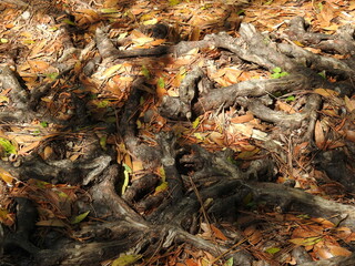 Natural texture, a twisted ground root system sprawled over the forest floor in the Buxton Woods, Cape Hatteras National Seashore, Outer Banks, Dare County, North Carolina.