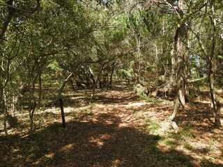 Fototapeta premium Tourist enjoy hiking the Buxton Woods Trail located in the Outer Banks, Cape Hatteras National Seashore, Dare County, North Carolina.