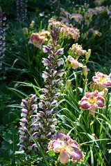 Flowers in a Botanical Garden