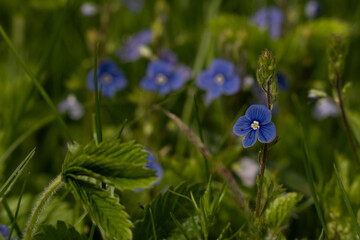 Flowers of forget-me-nots on green leaves background