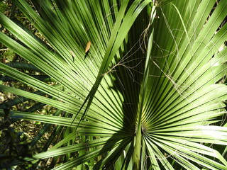 Natural texture, dwarf palmetto, Sabal minor, growing wild in the Buxton Woods, Cape Hatteras National Seashore, Dare County, North Carolina.