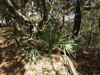 Fototapeta premium Dwarf palmetto, Sabal minor, a small palm growing wild in the Buxton Woods, Cape Hatteras National Seashore, Dare County, North Carolina.