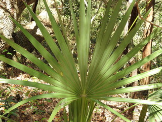 Natural texture, dwarf palmetto, Sabal minor, growing wild in the Buxton Woods, Cape Hatteras National Seashore, Dare County, North Carolina.
