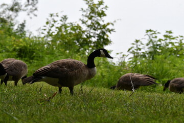 Geese