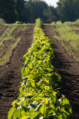 uprawa roślin w grządkach