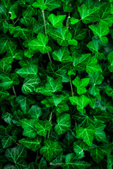 Fototapeta na wymiar background of green ivy leaves