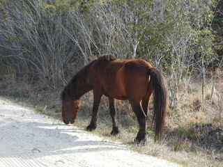 Wild horse living on the island of Carolla, northernmost region of the Outer Banks, Currituck...