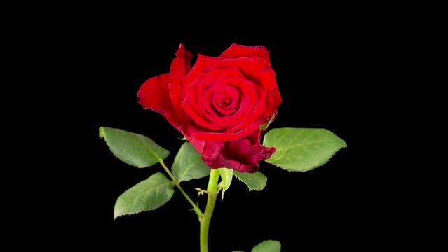Rose Withering. Beautiful Time Lapse of Withering Red Rose Flowers on Black Background. 4K.