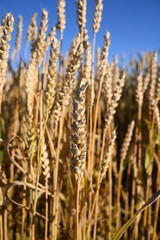 Fototapeta premium Wheat (Triticum aestivum L.)Golden wheat (Triticum aestivum ) field and blue sky