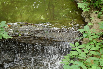 Waterfall in the Woods