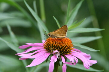 Butterfly on a Cone Flower