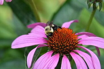 Bumble Bee on a Cone Flower