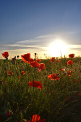 Fototapeta na wymiar Poppy Field In Summer Sunset