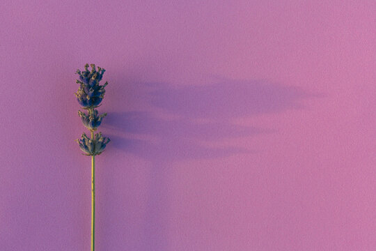 isolated single lavender flower with shadow on a violet background