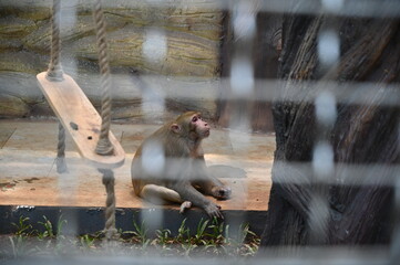 Sad Monkey in Zoo Cage
