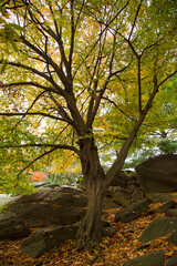 Fototapeta premium New York