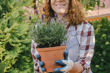 Gardening concept. Young woman holds potted lavender plant outdoors.