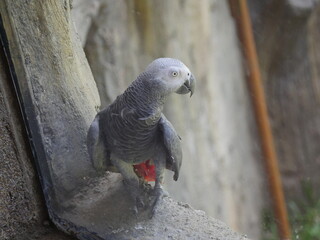 Long bent beak of Parrot sitting
